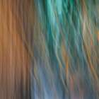 USA-Washington State-Seabeck Abstract of tree trunk and limbs Art Print